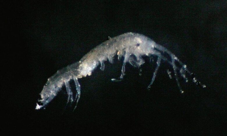 Pesquisadores identificaram duas novas espécies de crustáceos subterrâneos nas ilhas Ryukyu, no Japão. (Imagem: S. GOTTSTEIN)
