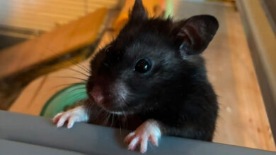 Rato maratonista? Este hamster percorre 70 km por semana e virou celebridade no Strava