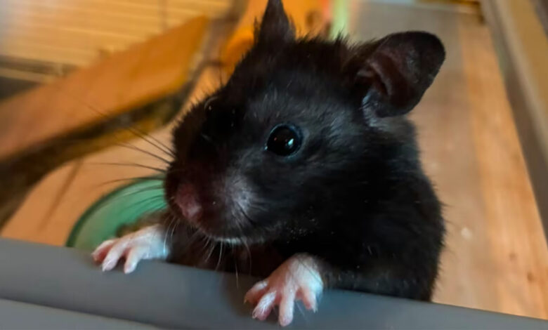 Rato maratonista? Este hamster percorre 70 km por semana e virou celebridade no Strava