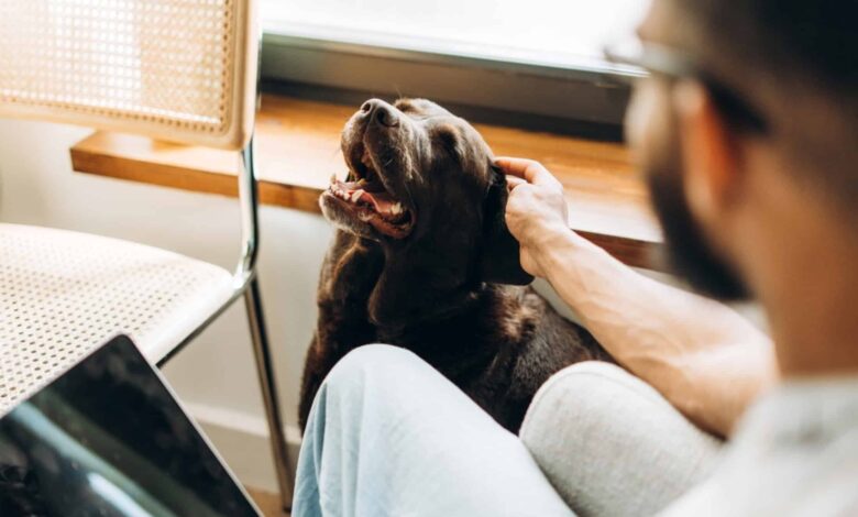 Seu cachorro pode não ter a idade que você imagina; entenda a nova conta