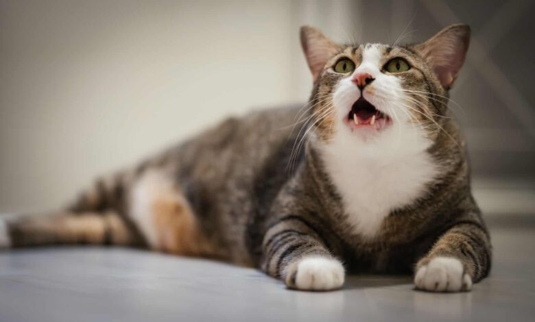 Gatinho