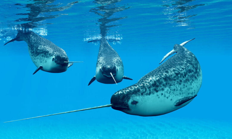 Unicórnio do mar: cientistas desvendam mistério do chifre do narval, a única presa reta da natureza – que pode chegar a 3 metros de comprimento