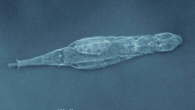 Imagem de microscopia de um rotífero Adineta vaga visto de perfil, com escala de 100 micrômetros