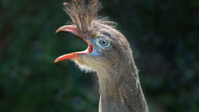 Estudo aponta que duas aves brasileiras estão entre as mais barulhentas