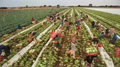 Exportações agrícolas da África do Sul aumentam