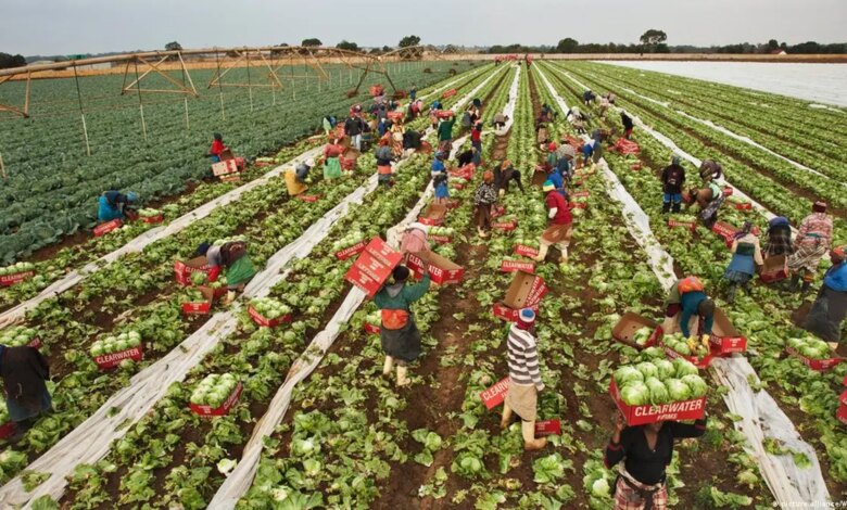 Exportações agrícolas da África do Sul aumentam