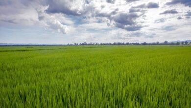 Google vai usar plantações de arroz no Brasil para combater mudanças climáticas