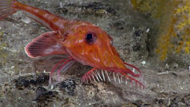 Scalicus engyceros