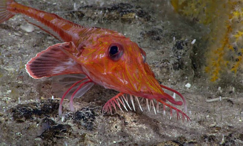 Scalicus engyceros