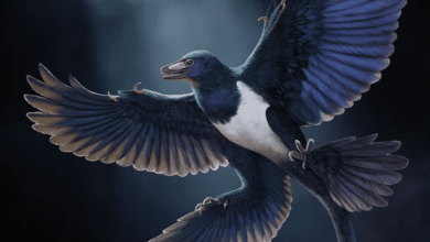 Novo dinossauro com penas pode mudar o que sabemos sobre a origem do voo