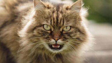 O pequeno felino que enganou cientistas e virou a primeira nova espécie de gato em 100 anos