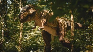 Professor encontra quatro pegadas gigantes e pode ter descoberto uma trilha inédita de T-rex adulto