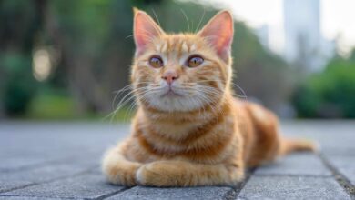Cientistas descobrem o segredo genético dos gatos laranjas