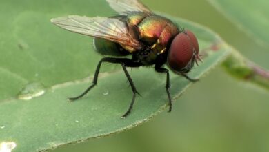 EUA ampliam vigilância após detectar mosca-da-bicheira em animal selvagem
