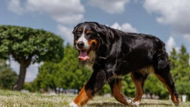 belo grande cão de Montanha Bernese correndo no gramado, cão de corrida feliz