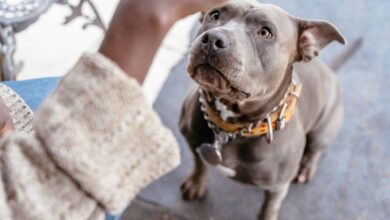 IA canina? Tecnologia pode ajudar a entender o que os cães dizem