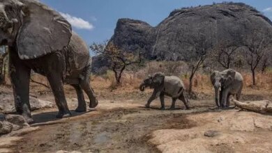 Niassa e Gorongosa na mira: Corrida ao ouro e rubis ameaça conservação no país
